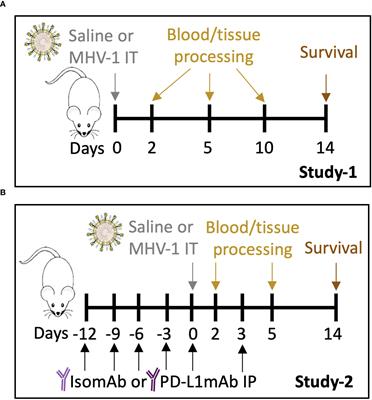Anti-PD-L1 therapy altered inflammation but not survival in a lethal murine hepatitis virus-1 pneumonia model